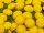  Gewöhnlicher Rainfarn 10 Stück - Tanacetum vulgare Sämling