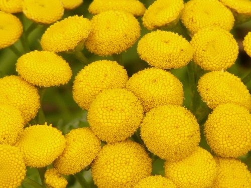  Gewöhnlicher Rainfarn 10 Stück - Tanacetum vulgare Sämling