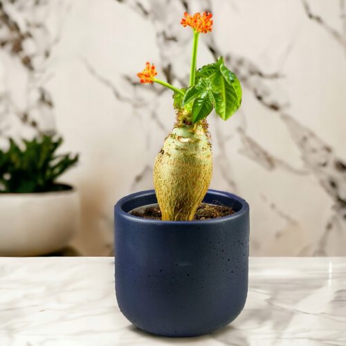  Jatropha podagrica Jatropha podagria einzigartige Sukkulentenpflanze in der Flasche