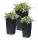  Prosperplast Blumentopf 22 cm x 22 x 42 cm Durchmesser 10 cm Kunststoff in Grau- und Silbertönen + 2 weitere Produkte