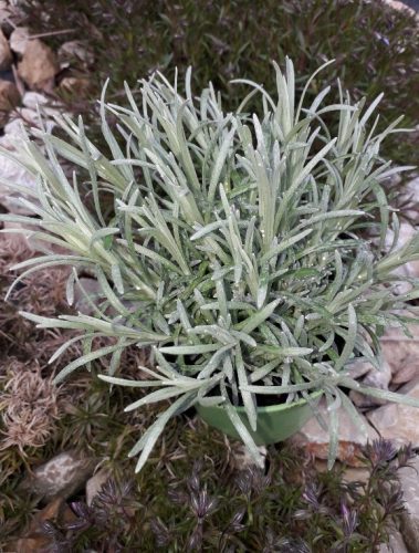  Italienisches Helichrysum Magi Maggi, der Sämling überwintert und duftet