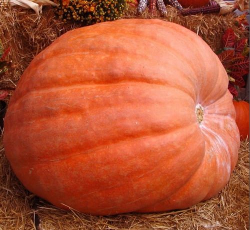 RIESIGE KÜRBISFRÜCHTE ÜBER 350 kg!! ATLANTISCHE RIESIGE ALTE SORTEN USA SAMEN
