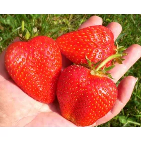    Walderdbeeren und Erdbeeren Elsanta - Grandarosa - Lebendiger wurzelnackter Sämling 13-20 cm