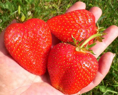  Walderdbeeren und Erdbeeren Elsanta - Grandarosa - Lebendiger wurzelnackter Sämling 13-20 cm