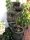  Global Cosmed Gartenbrunnen 98 cm
