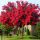  INDISCHER LAGERSTROEMIA ROT, DER LÄNGSTESTE BLÜHENDE STAUCHER DER WELT. SAAT 30–40 cm