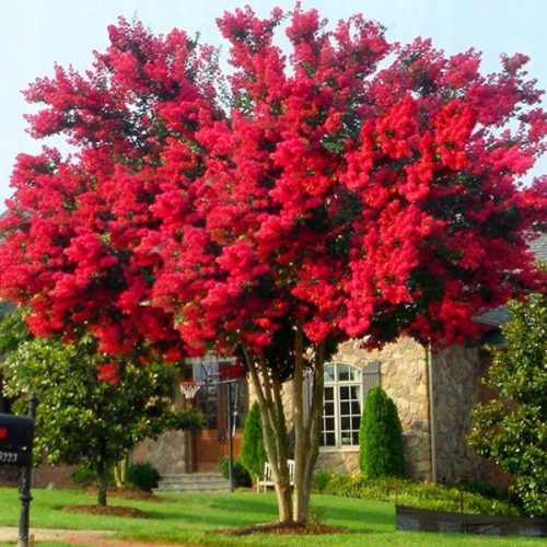  INDISCHER LAGERSTROEMIA ROT, DER LÄNGSTESTE BLÜHENDE STAUCHER DER WELT. SAAT 30–40 cm