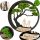 Bilder an der Wand BILD BONSAI BAUM FAMILIE MOOS CELLBALL LEBEN GEMÄLDE BAUM DES LEBENS MOOS