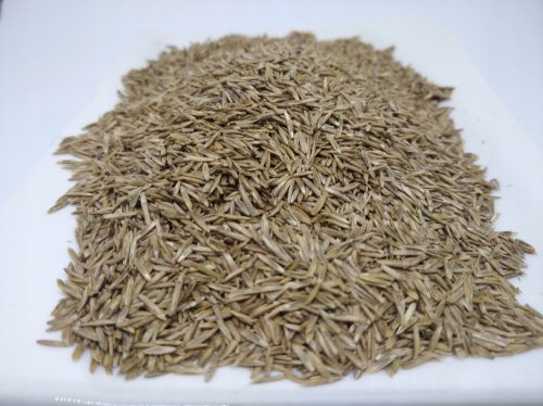 Gras für schattige Bereiche, Garten, Weide, Agrarbetrieb Pawłowski Edward 500 m² 1 kg