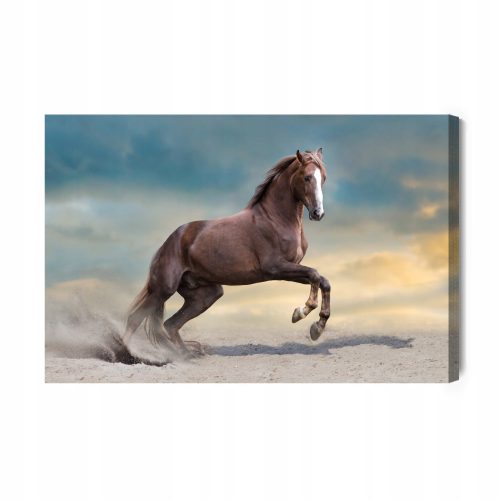 Bilder an der Wand Bild Schönes Pferd am Strand bei Sonnenuntergang 100 x 70 cm