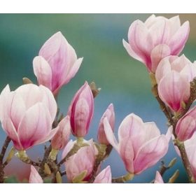    Magnolien und Tulpenbäume, Sämlinge im 1-2-Liter-Behälter, 70-100 cm