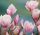  Magnolien und Tulpenbäume, Sämlinge im 1-2-Liter-Behälter, 70-100 cm