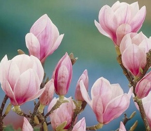  Magnolien und Tulpenbäume, Sämlinge im 1-2-Liter-Behälter, 70-100 cm