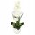 Künstliche Blumen und Früchte HA7425 KÜNSTLICHE ORCHIDEE