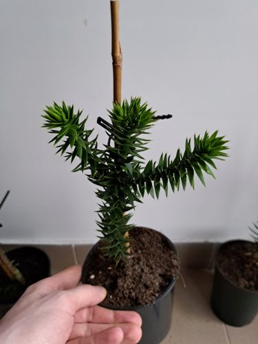  Chilenischer Araukarienaffe, drei Affenbaum-Araukariennadeln, einzigartig