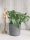  Monstera minima-Sämling in einem 0,5-1-Liter-Behälter