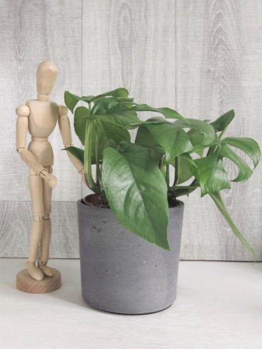  Monstera minima-Sämling in einem 0,5-1-Liter-Behälter