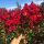  Lagerstroemia PETITE RED blüht 120 Tage (Lagerstroemia indica) Sämling C2
