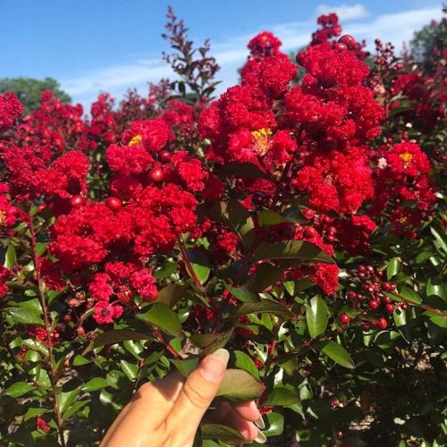  Lagerstroemia PETITE RED blüht 120 Tage (Lagerstroemia indica) Sämling C2