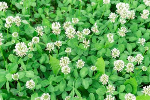  Das Geheimnis des Weißklees: Schönheit und Wert für Ihren Garten“ 100g