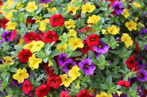  Surfinia-Paket 4x Surfinia Petunia Calibrachoa Million Bells