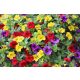  Surfinia-Paket 4x Surfinia Petunia Calibrachoa Million Bells