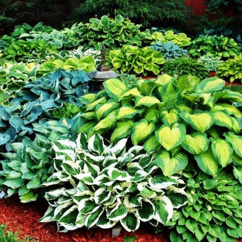 Hosta (Funkia) Knollen/Zwiebeln/Rhizome in Sammelverpackung