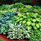  Hosta (Funkia) Knollen/Zwiebeln/Rhizome in Sammelverpackung