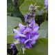  KUDZU RESISTANCE (PUERARIA LOBATA) HEILMITTEL GEGEN SUCHT und GEMÜSESAMEN