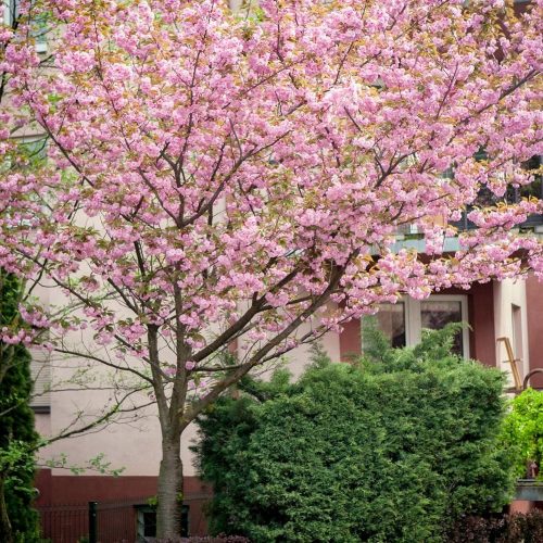  Kanzan Sawn Cherry, frostbeständig, duftend