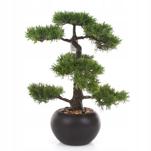  Zedernbonsaibaum 48 cm