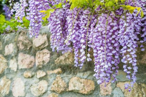  Glyzinie MACROBOTRYS Chinesische Glyzinie WUNDERSCHÖNER LAVENDEL-KREEPER, GROSSE SÄMUNG