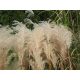  ÜBERWINTERUNGSERSATZ FÜR PAMPASSGRAS Miscanthus Chinesische „Ballerina“