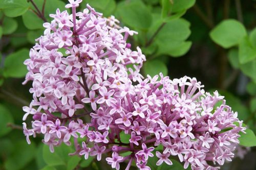  Lila, rosa Flieder, Sämlinge im 2-3l-Behälter, 20-30 cm
