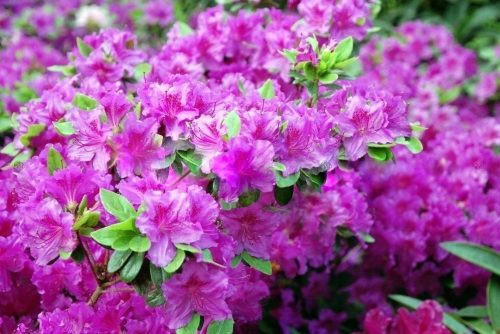  Rhododendren und rosa Azaleen, Sämlinge im 2-3l-Behälter, 20-30 cm
