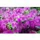  Rhododendren und rosa Azaleen, Sämlinge im 2-3l-Behälter, 20-30 cm