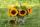  TAIYO-Sonnenblumenkerne