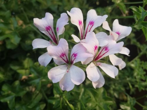  Pelargonie 10 Stk. Efeublättrige Geranie - hängend weiß S. 7