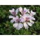  Pelargonie 10 Stk. Efeublättrige Geranie - hängend weiß S. 7