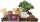  Bonsai-Baum Australische Kiefer, Granatapfel, blauer Jacaranda, norwegische Fichte 15 cm