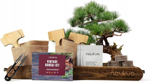  Bonsai-Baum Australische Kiefer, Granatapfel, blauer Jacaranda, norwegische Fichte 15 cm