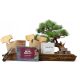  Bonsai-Baum Australische Kiefer, Granatapfel, blauer Jacaranda, norwegische Fichte 15 cm