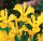  Gelbe Iris, mehrjähriger Garten-Iris-Sämling