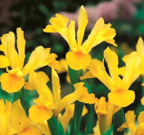  Gelbe Iris, mehrjähriger Garten-Iris-Sämling