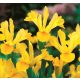  Gelbe Iris, mehrjähriger Garten-Iris-Sämling