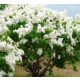  GARDEN LIBERTY WHITE // volle Blüte, wunderbarer Duft!!!!!