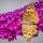  Buddleia davidia lila lila MAGENTA MUNCHKIN - Schmetterlingsstrauchsämling