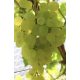  Rebe Kishmish Belyj Ustojchivij 40-60 cm