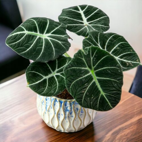  Alocasia Alocasia Black Velver dunkelgrüne Samtblätter Größe. M