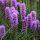  Liatris spicata 'Kobold' - Liatris spicata 'Kobold' PERSÖNLICHE SAMEN GARTEN